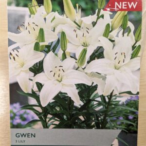 Taylors  - Lily  Gwen- 3 Tubers - White Flowers Idea for Containters