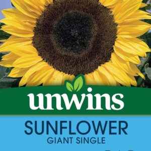 Unwins Sunflower Giant Single 45 Seeds
