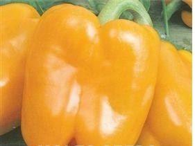 JustSeed - Pepper - Golden Californian Wonder - 15 Seeds - Economy Size