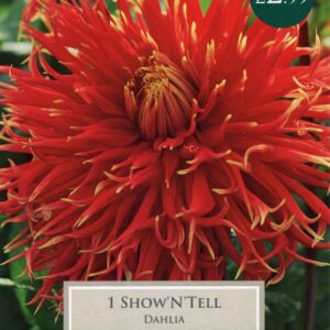 Taylors Flower Dahlia Dinner Plate Show N Tell 1 Tuber
