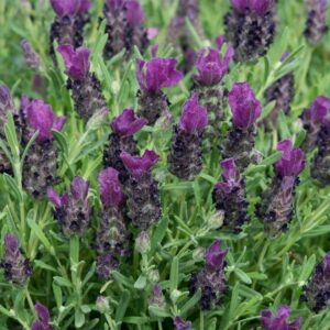 Lavender Bandera Deep Purple Seeds