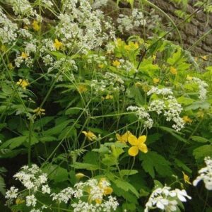 Wild Flower Cow Parsley Anthriscus sylvestris Seeds