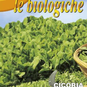 Franchi Organic BIOB40/18 Chicory Zuccherino of Trieste Seeds
