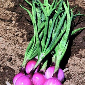 Mini Onion Purplette Seeds