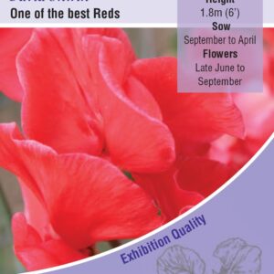 Kings Seeds Sweet Pea Mollie Rilestone 20 Seeds