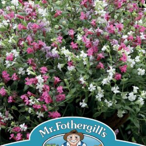 Mr Fothergills - Flower - Silene - Sibella Mix (Trailing) - 20 Seeds