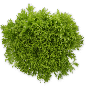 Lettuce Salanova Exira RZ (79-IN1114) Knox Seed