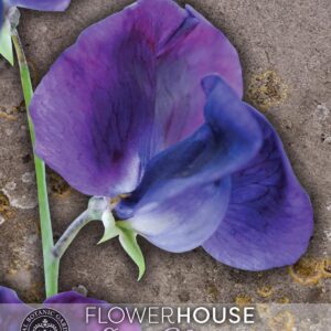 Thompson & Morgan Kew Flower Sweet Pea Lathyrus King Size Royal Navy Dark Blue - 25 Seeds
