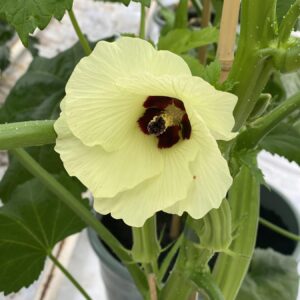 Okra Bhut Bhindi Seeds