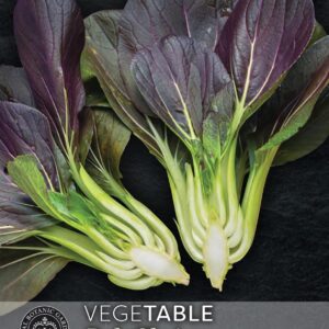 Thompson & Morgan Kew Vegetable Pak Choi, Purple Rain F1 - 250 Seeds