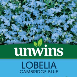 Unwins Lobelia Cambridge Blue (Bush) 1000 Seeds