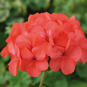 Geranium Horizon F1 Hybrid Coral Spice Seeds