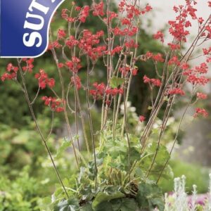 Sutton Seeds - Heuchera Seeds - Bressingham Hybrids