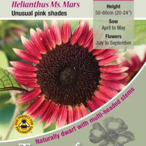 Kings Seeds  Sunflower Ms Mars Seeds