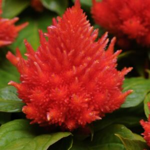 Celosia Ice Cream - Orange Seeds