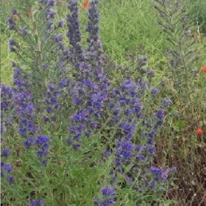 Wild Flower Viper's Bugloss Echium vulgare Seeds