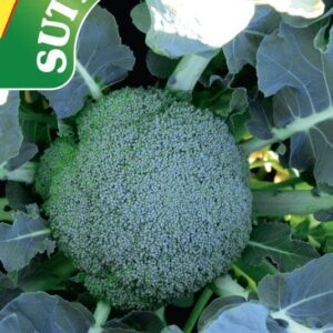 Sutton Seeds - Broccoli Seeds - Gemini F1