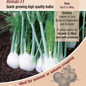 Kings Seeds Fennel Rondo F1 - 125 Seeds