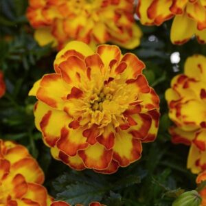 French Marigold Flamenco Seeds