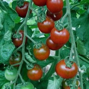 Tomato Garnet Seeds