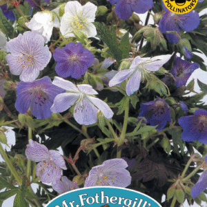 Mr Fothergills Geranium (Hardy) - Pratense Mixed Seeds
