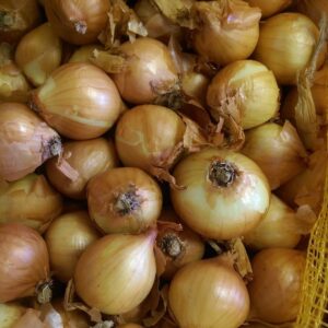 Shallot Sets Golden Gourmet