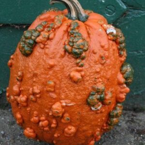 Squash Goosebumps Seeds