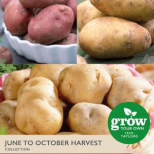 Taylors July to October Seed Potatoes Collection - 3 Types