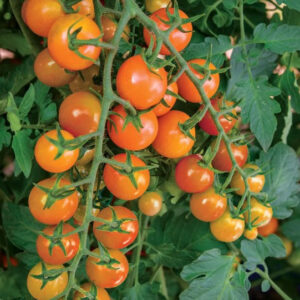 Tomato Honeycomb F1 Hybrid Seeds