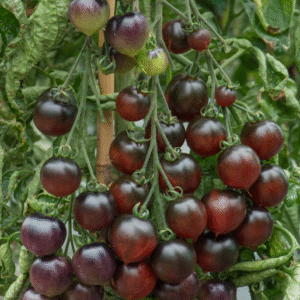 Tomato Indigo Rose Seeds