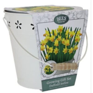 Daffodil Bulbs - Jetfire in Decorative Metal Bucket - Gift Set