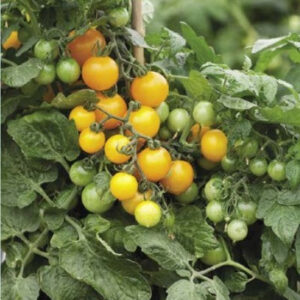 Tomato Lemon Sherbet Seeds