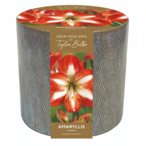 Amaryllis Bulb Minerva with Ceramic Planter