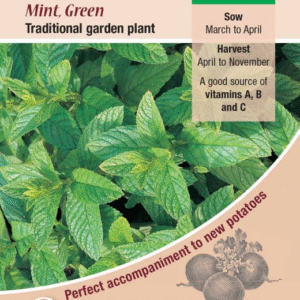 Kings Seeds Herb Mint Green 500 Seeds