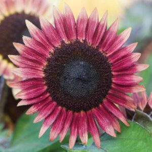 Sunflower Ms Mars Seeds