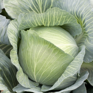 Cabbage Mucsuma RZ F1 (30-256) Untreated Seeds