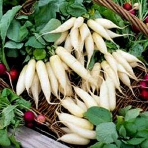 Radish Munchen Bier Seeds