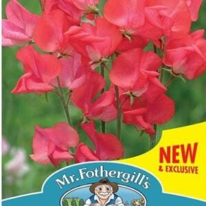 Mr Fothergills - Flower - Sweet Pea Nightingale - 25 Seeds