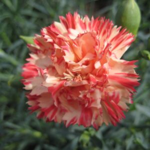 Carnation Orange Sherbet Seeds