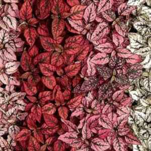 Hypoestes Splash Select Mix Seeds