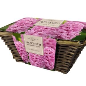 Taylors Large Hyacinth Wicker Basket 6 Pink Hyacinth Bulbs