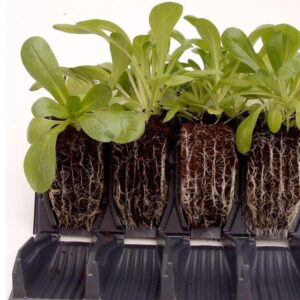 Haxnicks - Rapid Rootrainers