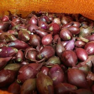 Onion Sets Red Baron