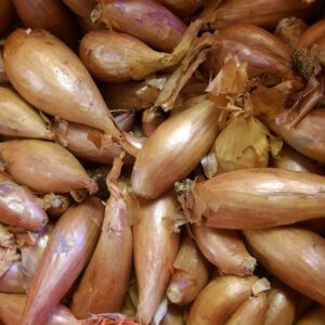 Shallot Sets Red Gourmet