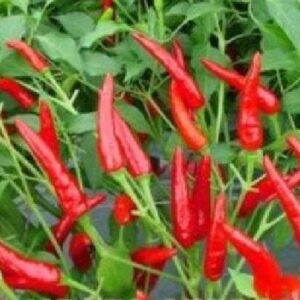 Pepper (Chilli) Red Air F1 Hybrid Seeds