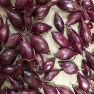 Autumn Onion Sets Electric - Low Price