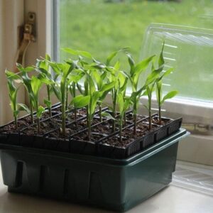 Haxnicks - Compact Rootrainers