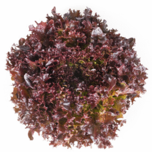 Lettuce Red Oakleaf Salanova Yves RZ - LS11105 Seeds