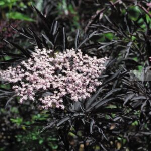 Sambucus Black Frills Seeds