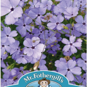 Mr Fothergills Silene Blue Angel 1000 Seeds
